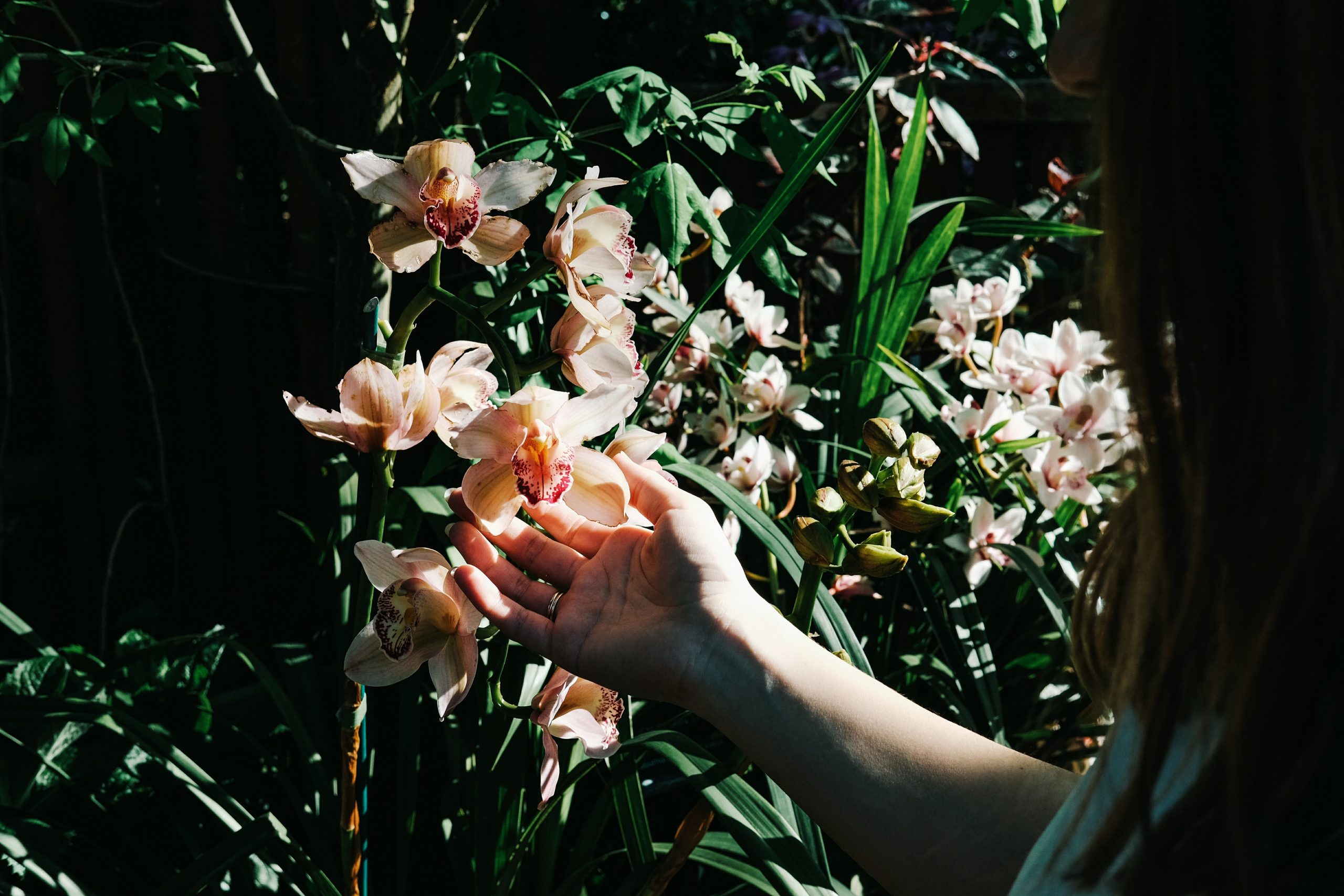 hand reaching out to hold a white and light pink flower amongst lush green leaves