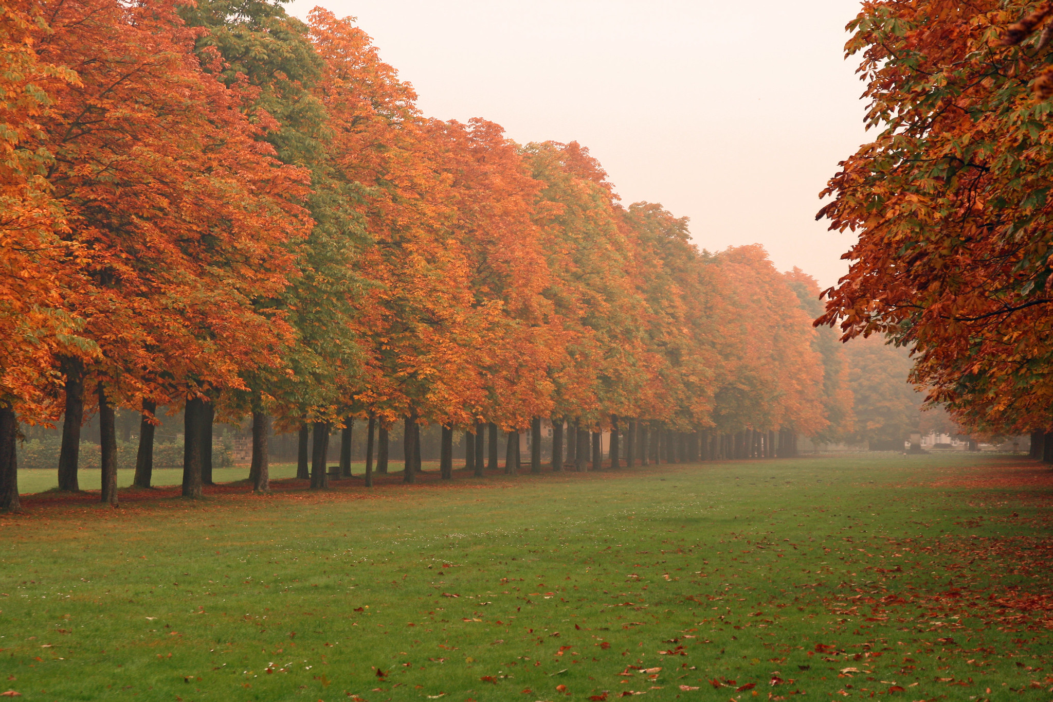 Trees with autumn leaves in a park. The leaves are turning from green to red and orange