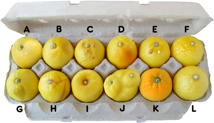 image of twelve lemons representing symptoms of breast cancer