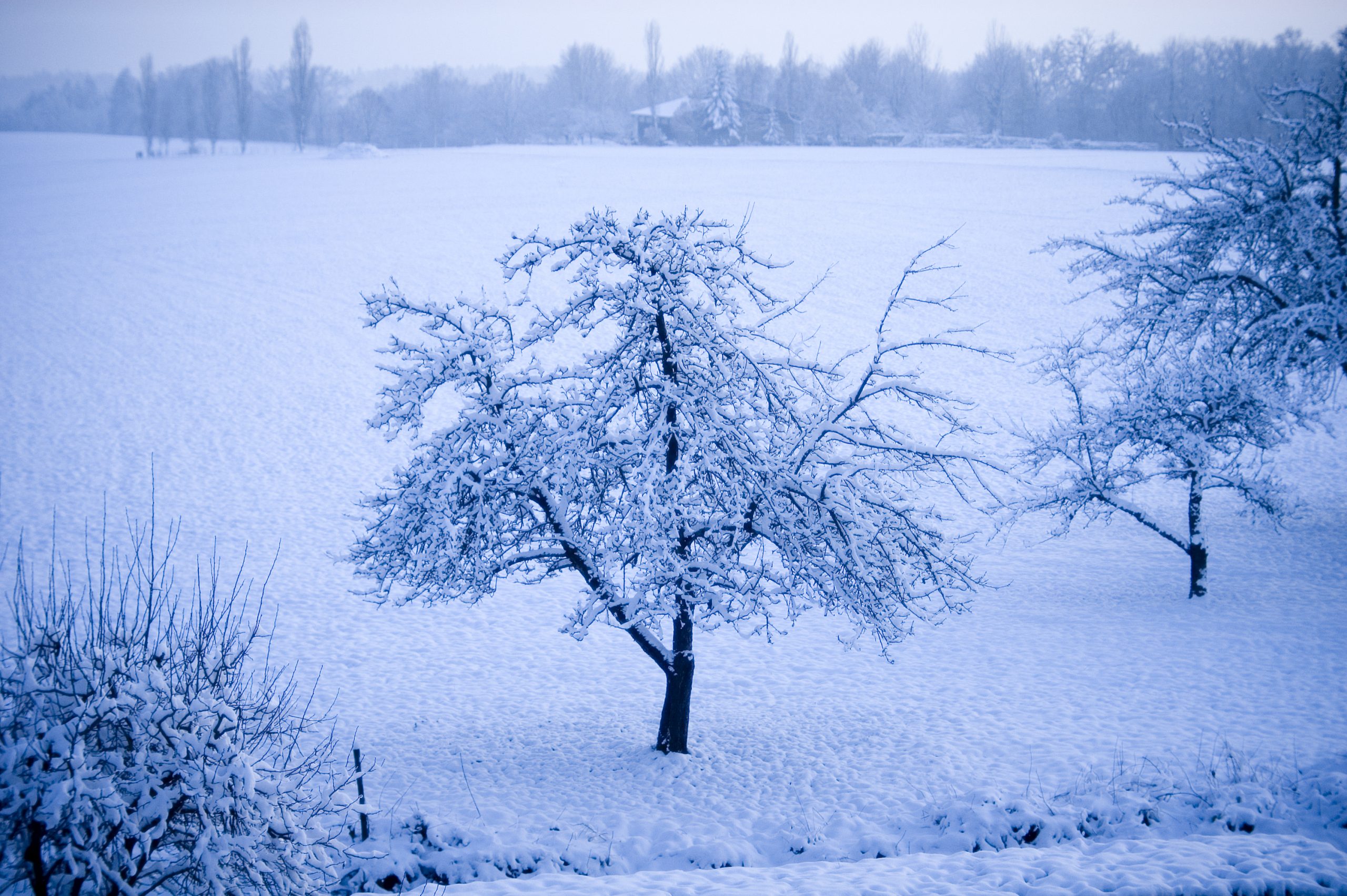 winter tree surrounded by snow in Germany